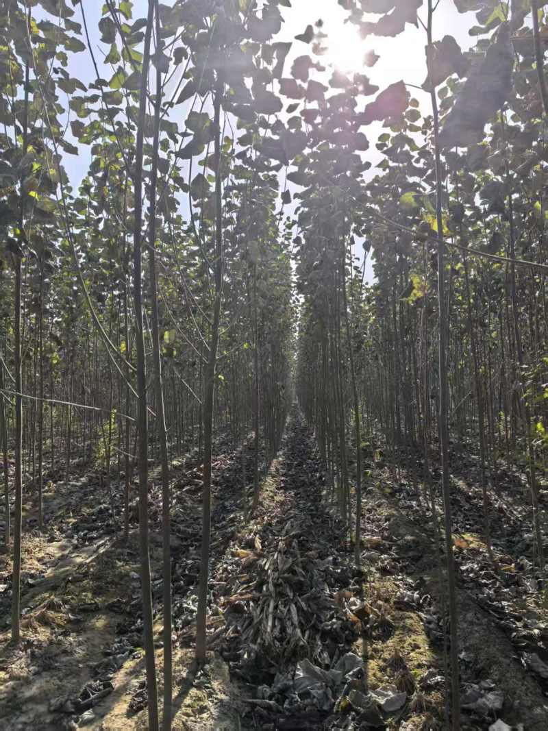 毛白杨基地大量供应2~20公分的窄冠毛白杨欢欢咨询