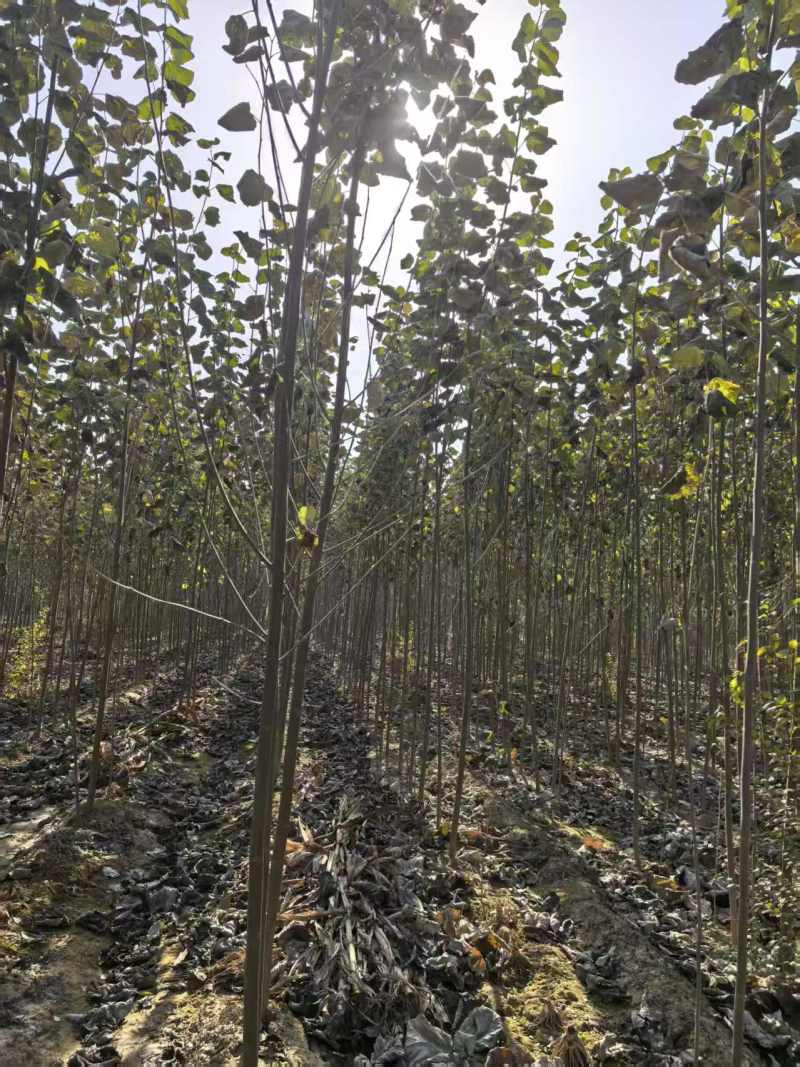 毛白杨基地大量供应2~20公分的窄冠毛白杨欢欢咨询