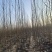 毛白杨基地大量供应2~20公分的窄冠毛白杨欢欢咨询