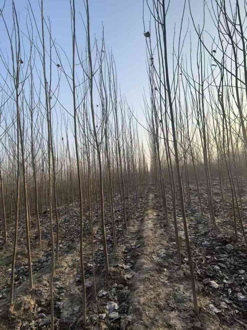 毛白杨基地大量供应2~20公分的窄冠毛白杨欢欢咨询