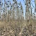 毛白杨基地大量供应2~20公分的窄冠毛白杨欢欢咨询