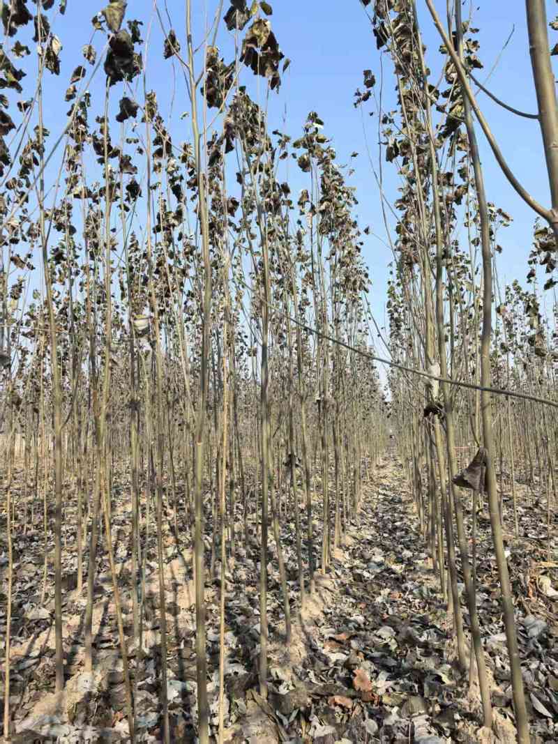 毛白杨基地大量供应2~20公分的窄冠毛白杨欢欢咨询
