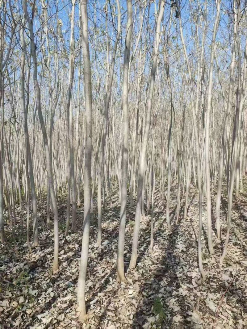 毛白杨基地大量供应2~20公分的窄冠毛白杨欢欢咨询