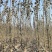 毛白杨基地大量供应2~20公分的窄冠毛白杨欢欢咨询