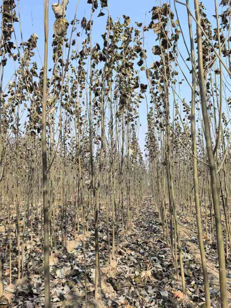 毛白杨基地大量供应2~20公分的窄冠毛白杨欢欢咨询