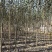 毛白杨基地大量供应2~20公分的窄冠毛白杨欢欢咨询