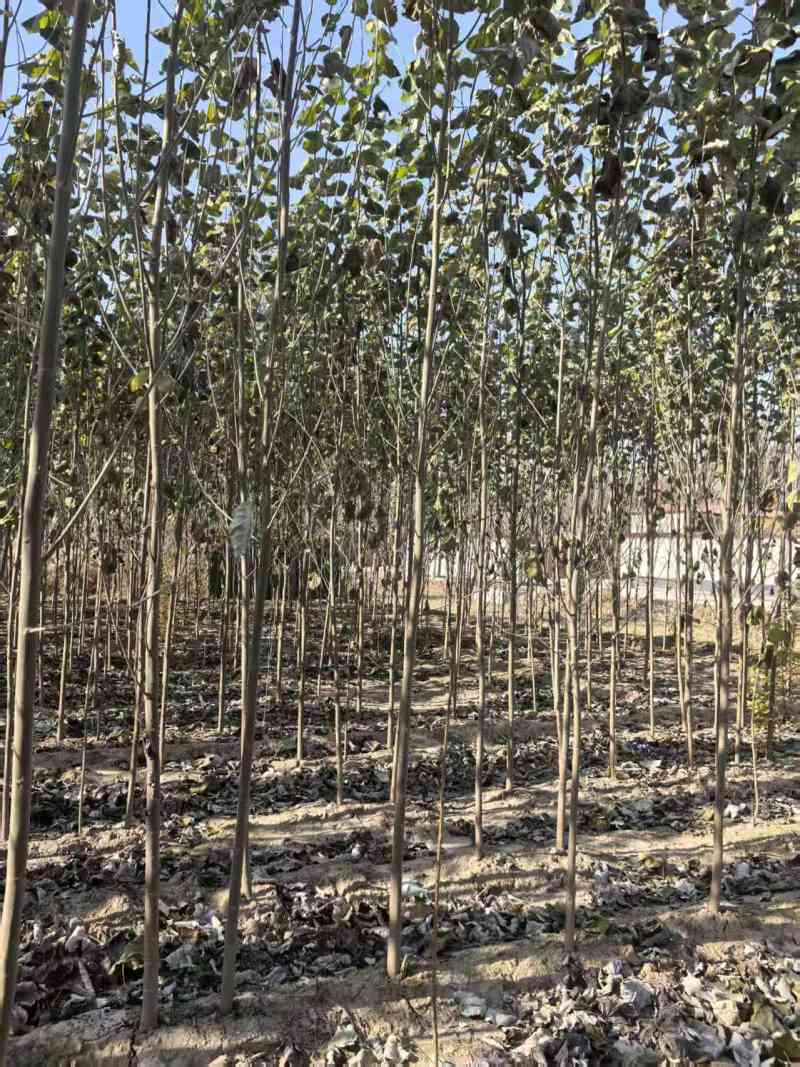 毛白杨基地大量供应2~20公分的窄冠毛白杨欢欢咨询