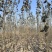 毛白杨基地大量供应2~20公分的窄冠毛白杨欢欢咨询