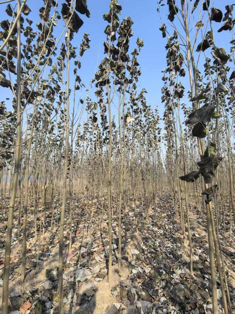 毛白杨基地大量供应2~20公分的窄冠毛白杨欢欢咨询