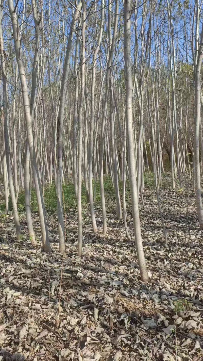 毛白杨基地大量供应2~20公分的窄冠毛白杨欢欢咨询