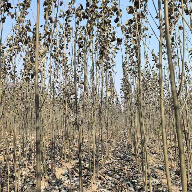 毛白杨基地大量供应2~20公分的窄冠毛白杨欢欢咨询