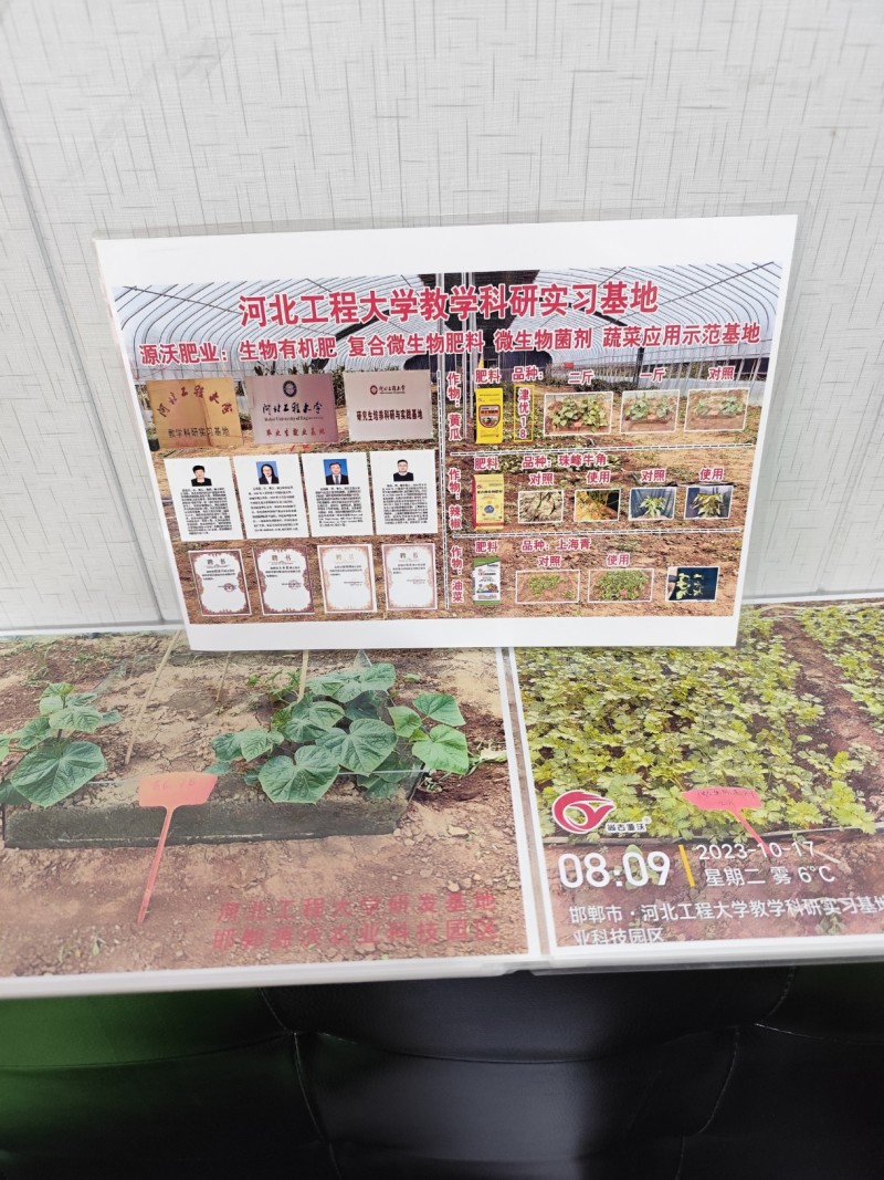 含氨基酸叶面肥一喷绿不干尖没斑点效果看的见