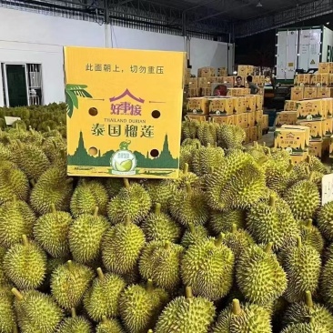 泰国金枕榴莲AB果大小规格齐全基地直销质量保证