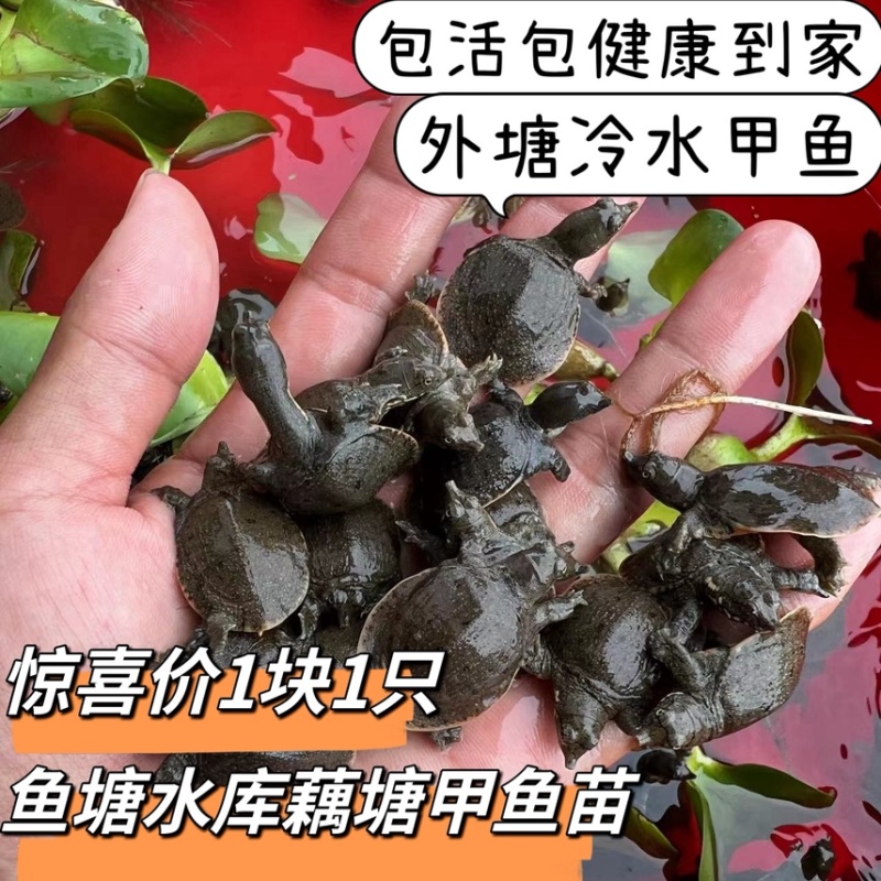 外塘冷水出壳甲鱼苗2-4克水库鱼塘养殖苗