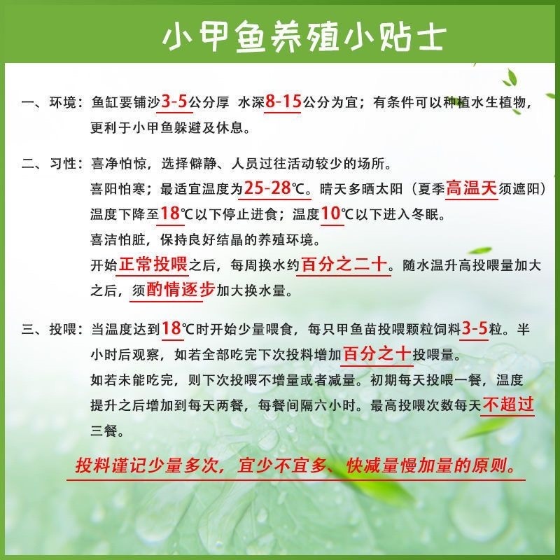 外塘冷水出壳甲鱼苗2-4克水库鱼塘养殖苗