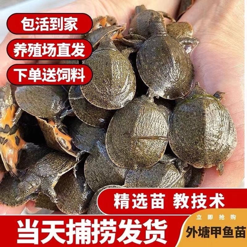 外塘冷水出壳甲鱼苗2-4克水库鱼塘养殖苗