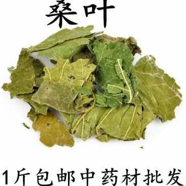 包邮桑叶干桑叶桑叶茶冬桑叶泡水桑叶中药材500克霜桑叶