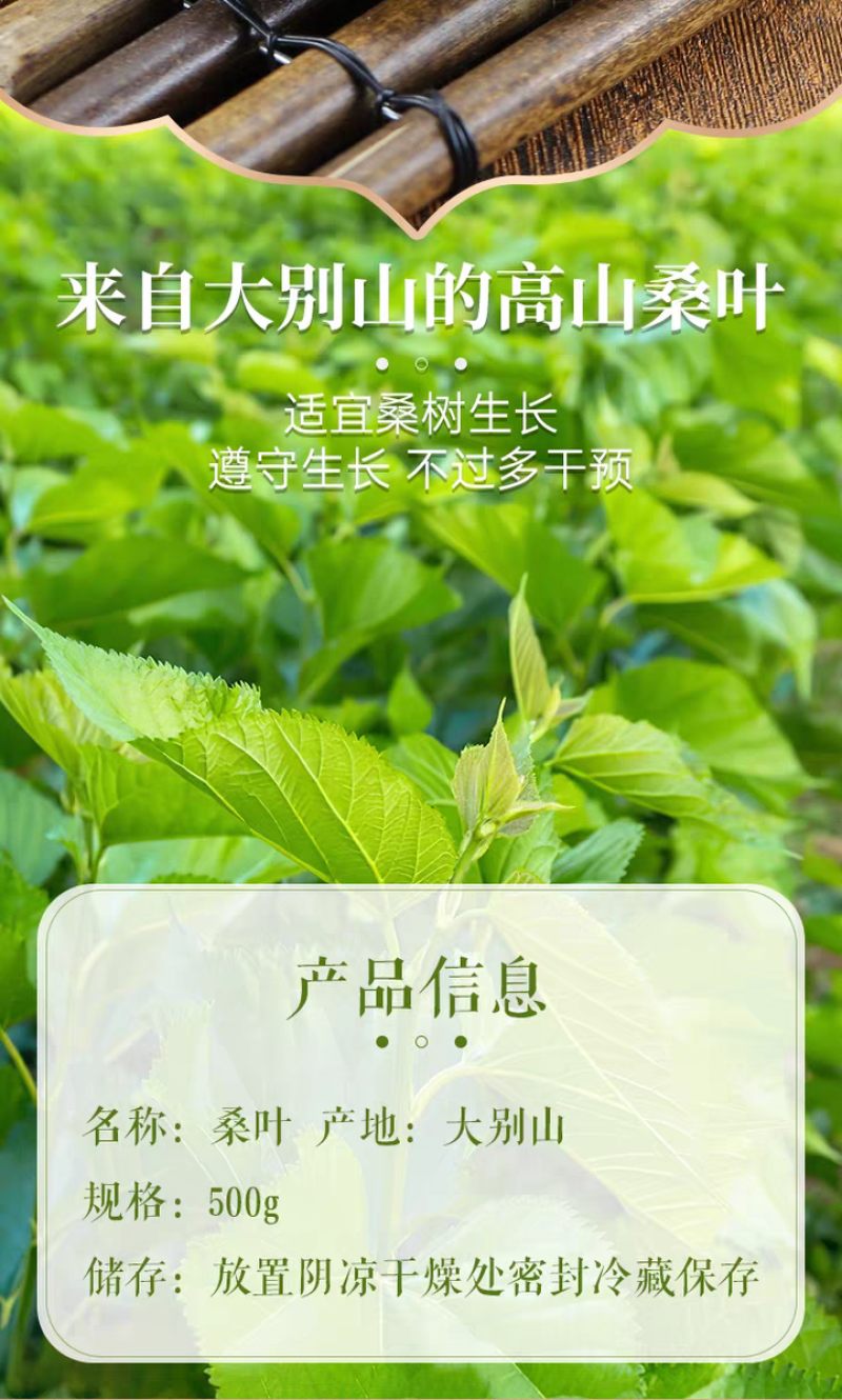 包邮桑叶干桑叶桑叶茶冬桑叶泡水桑叶中药材500克霜桑叶