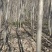毛白杨基地大量供应2~20公分的窄冠毛白杨欢迎咨询