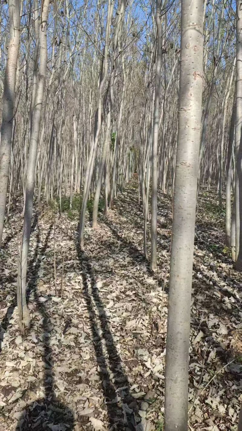 毛白杨基地大量供应2~20公分的窄冠毛白杨欢迎咨询