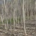毛白杨基地大量供应2~20公分的窄冠毛白杨欢迎咨询