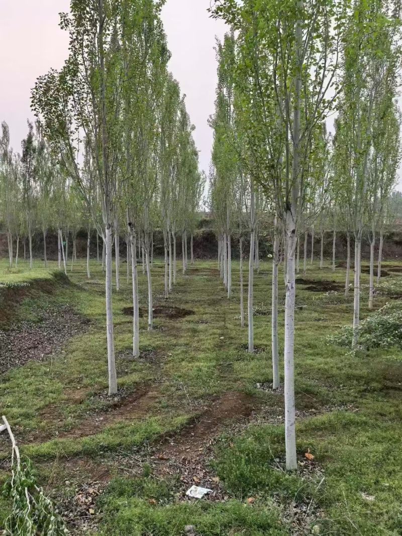 毛白杨基地大量供应2~20公分的窄冠毛白杨欢迎咨询