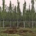 毛白杨基地大量供应2~20公分的窄冠毛白杨欢迎咨询