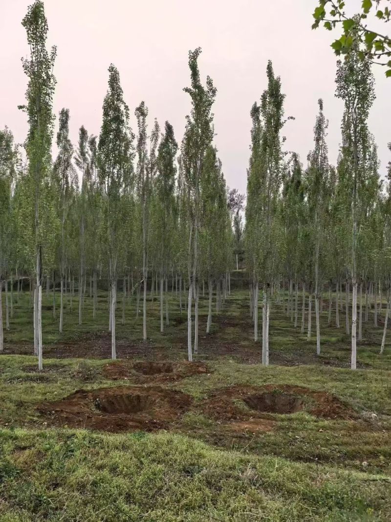 毛白杨基地大量供应2~20公分的窄冠毛白杨欢迎咨询