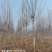 毛白杨基地大量供应2~20公分的窄冠毛白杨欢迎咨询