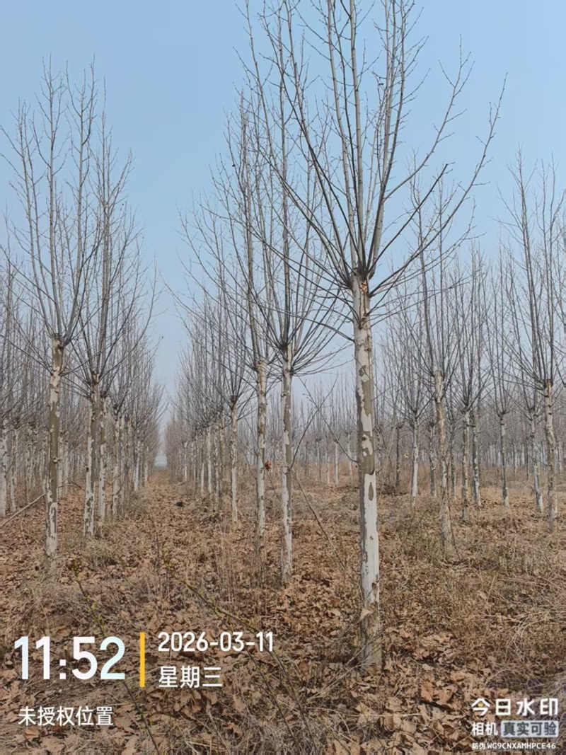 毛白杨基地大量供应2~20公分的窄冠毛白杨欢迎咨询