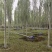 毛白杨基地大量供应2~20公分的窄冠毛白杨欢迎咨询