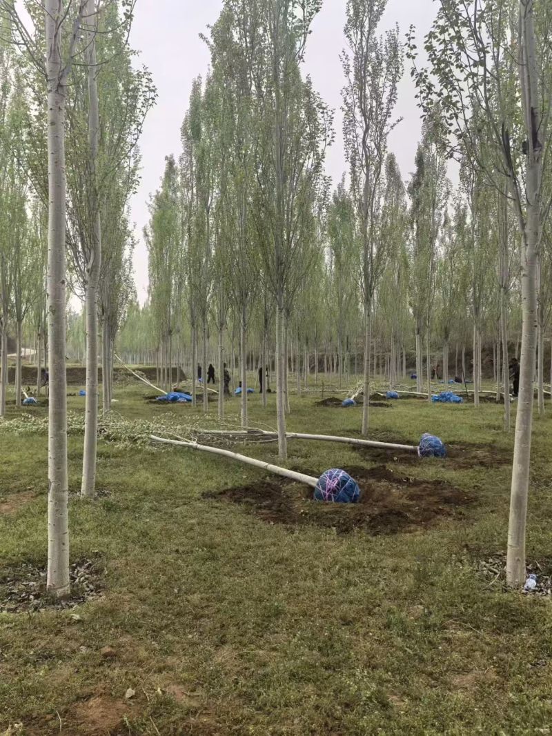 毛白杨基地大量供应2~20公分的窄冠毛白杨欢迎咨询