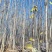 毛白杨基地大量供应2~20公分的窄冠毛白杨欢迎咨询
