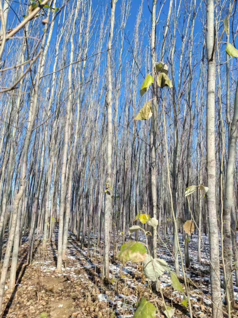 毛白杨基地大量供应2~20公分的窄冠毛白杨欢迎咨询