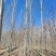 毛白杨基地大量供应2~20公分的窄冠毛白杨欢迎咨询