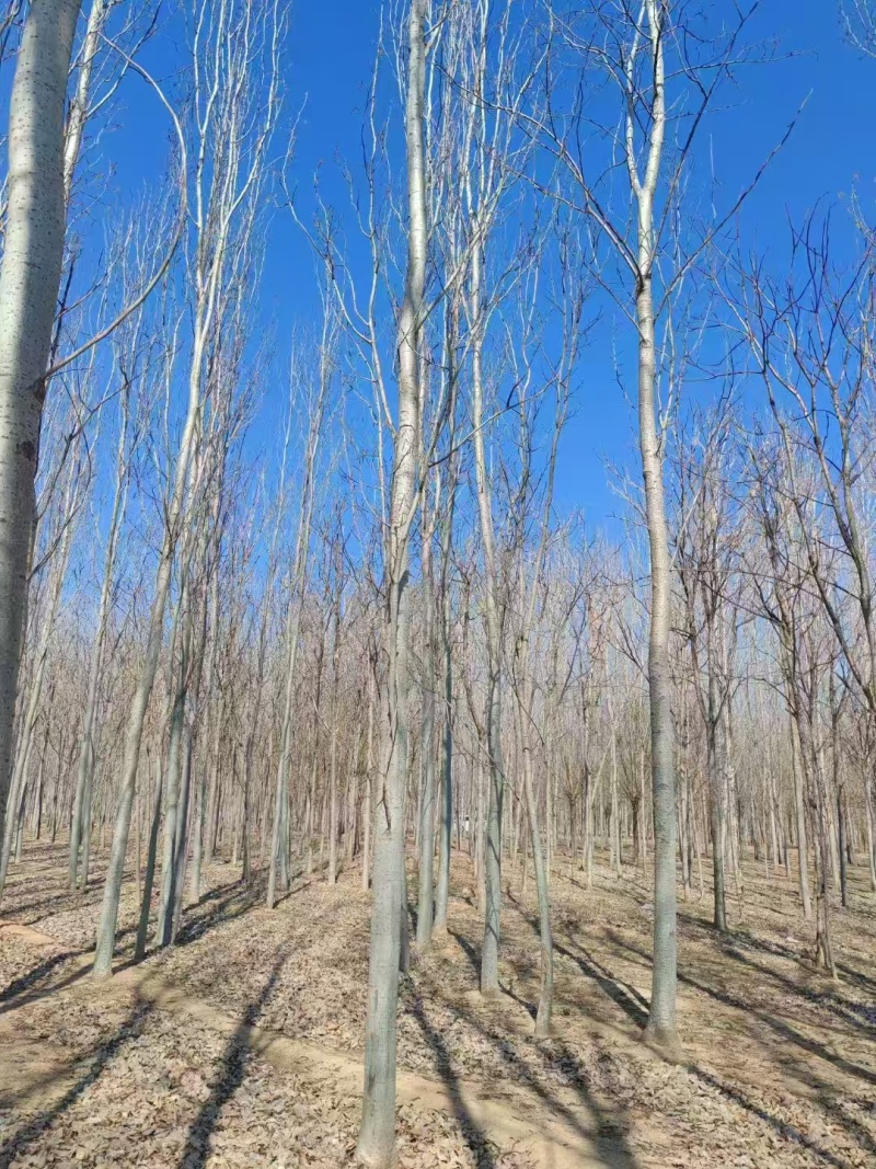 毛白杨基地大量供应2~20公分的窄冠毛白杨欢迎咨询