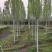 毛白杨基地大量供应2~20公分的窄冠毛白杨欢迎咨询