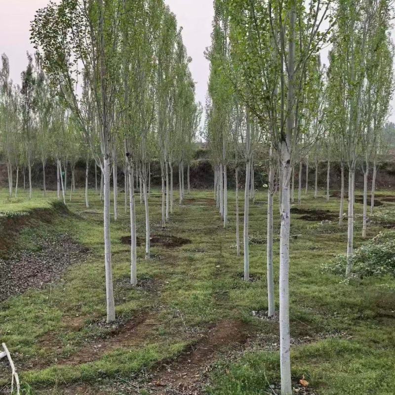 毛白杨基地大量供应2~20公分的窄冠毛白杨欢迎咨询