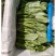 内蒙菠菜大量有货价格便宜，现割现发
