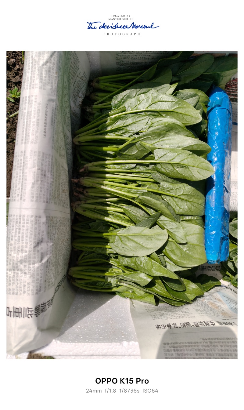 内蒙菠菜大量有货价格便宜，现割现发