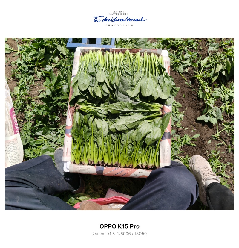 内蒙菠菜大量有货价格便宜，现割现发