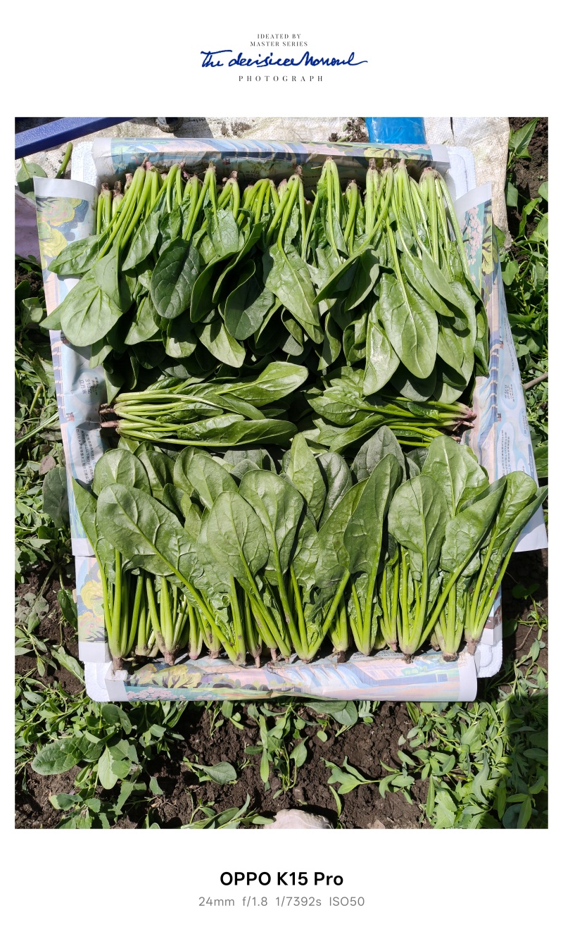 内蒙菠菜大量有货价格便宜，现割现发
