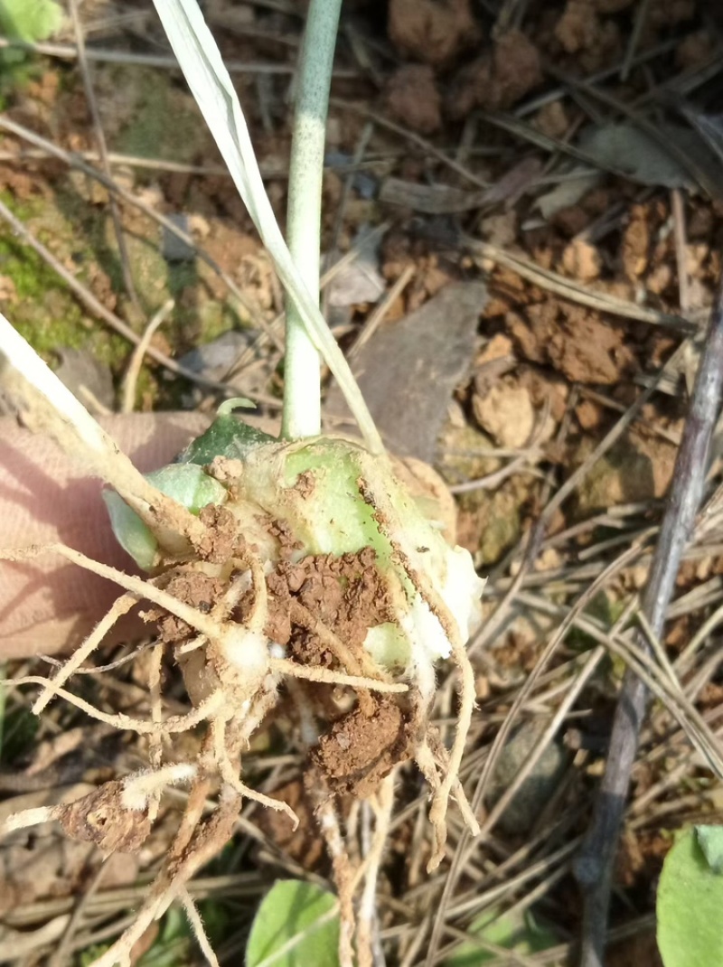 多花高杆不倒苗，净籽苗，一年苗，两年苗，三年苗，育苗