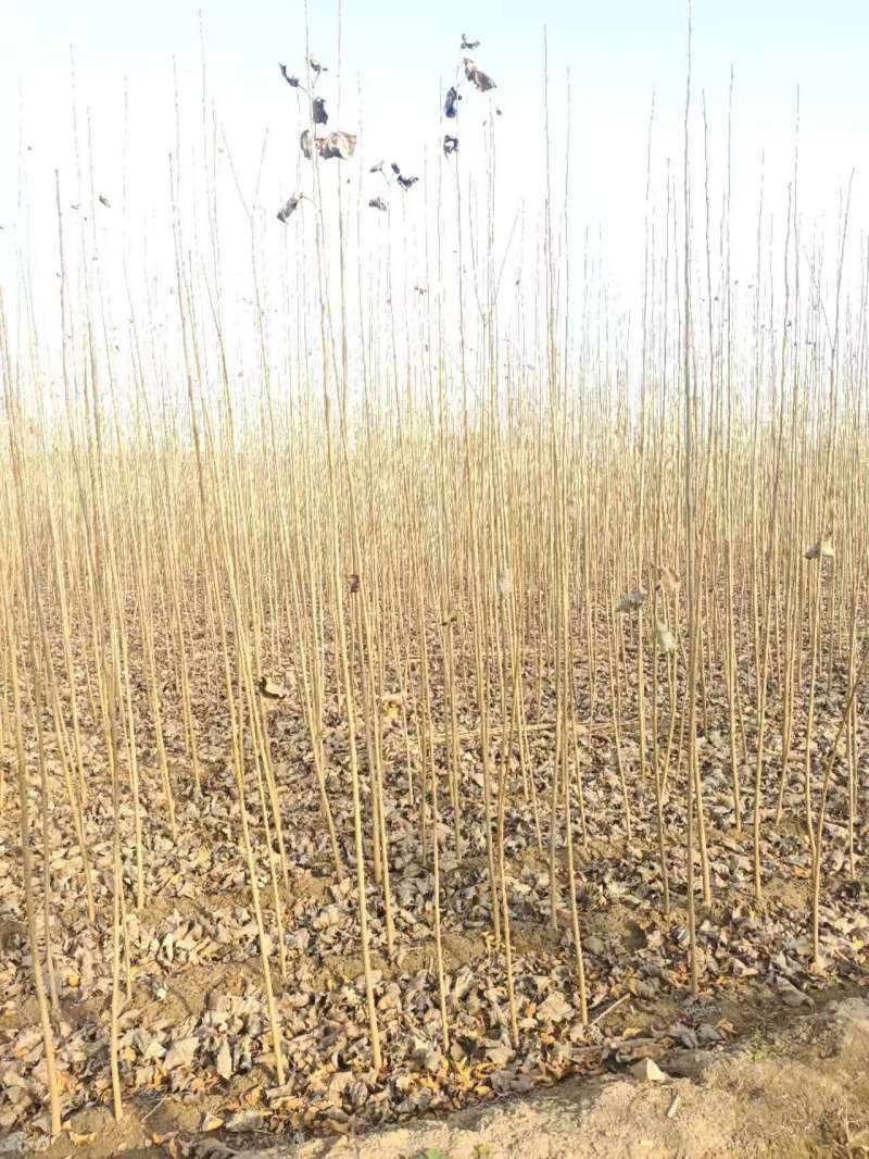 速生杨基地直供107杨树苗3804杨树苗无絮杨树苗