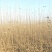 速生杨基地直供107杨树苗3804杨树苗无絮杨树苗