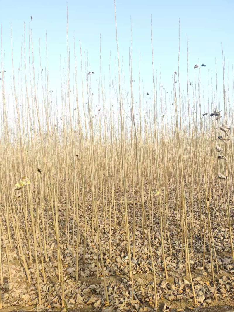 速生杨基地直供107杨树苗3804杨树苗无絮杨树苗