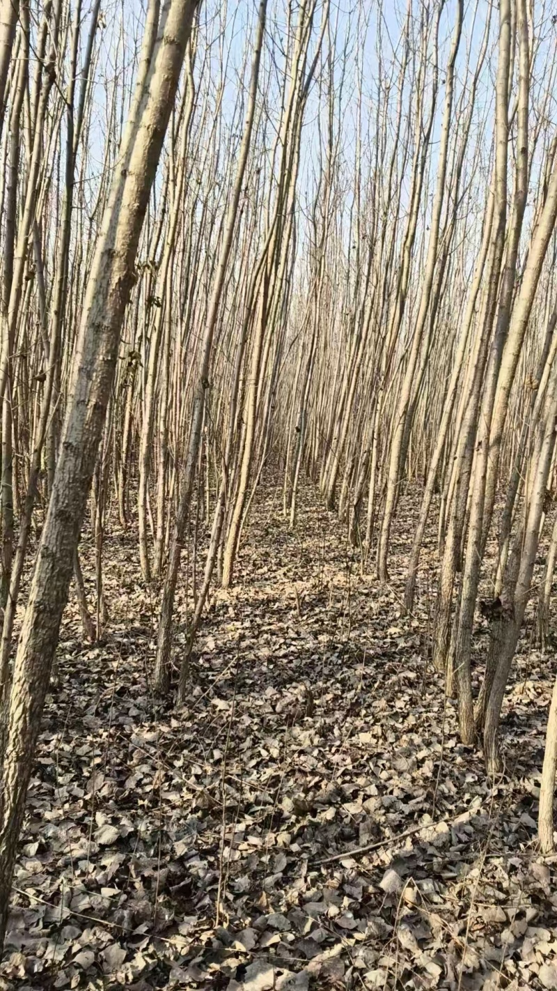 速生杨基地直供107杨树苗3804杨树苗无絮杨树苗