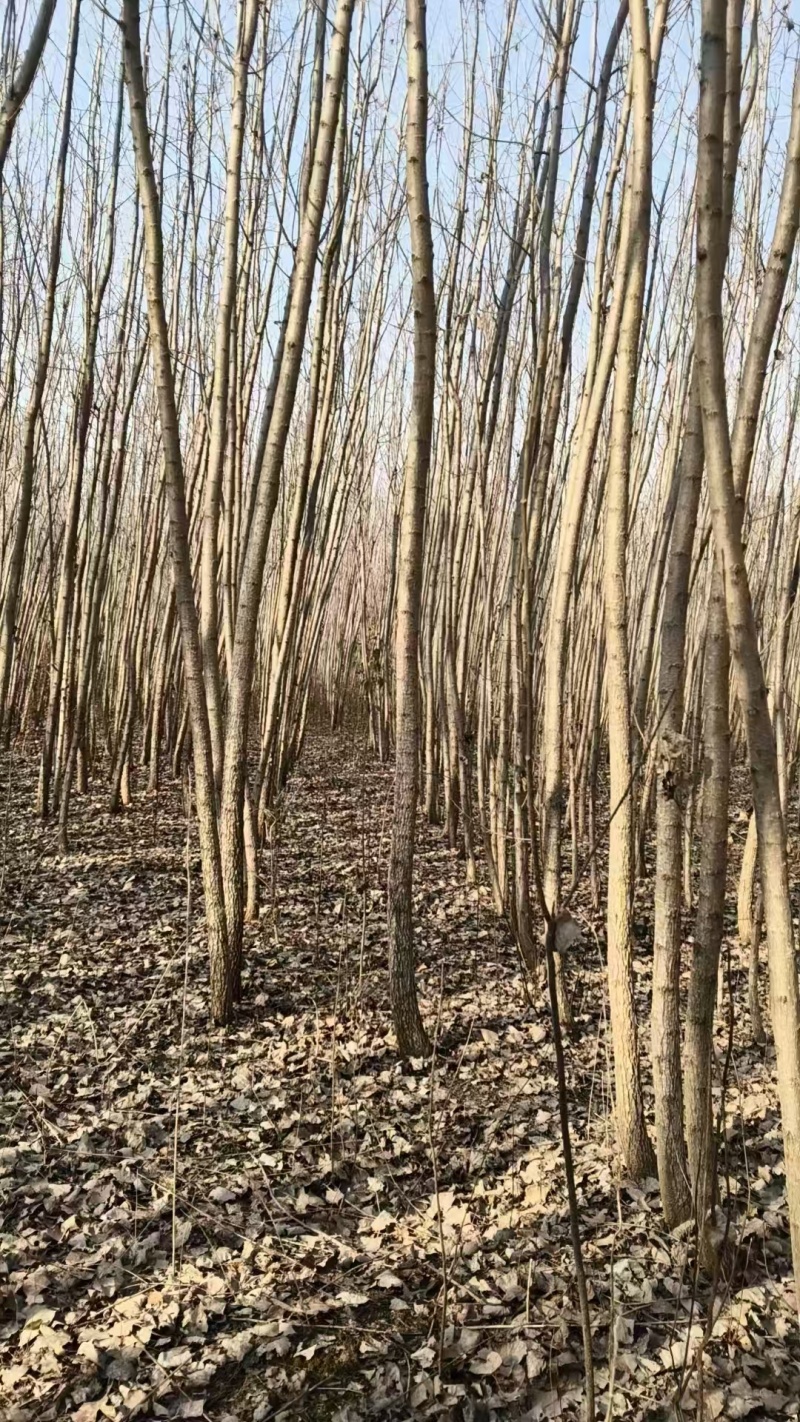 速生杨基地直供107杨树苗3804杨树苗无絮杨树苗