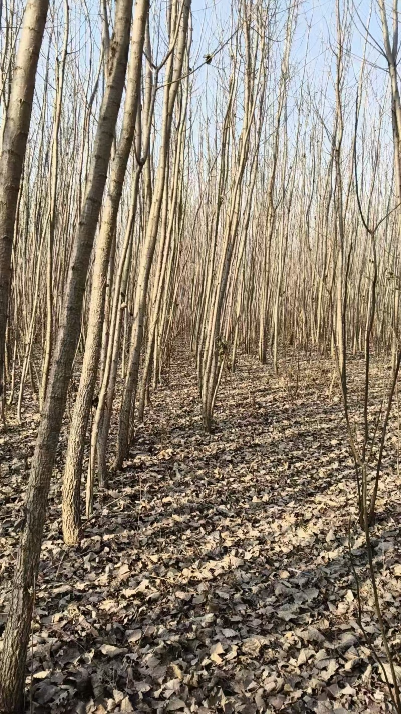 速生杨基地直供107杨树苗3804杨树苗无絮杨树苗