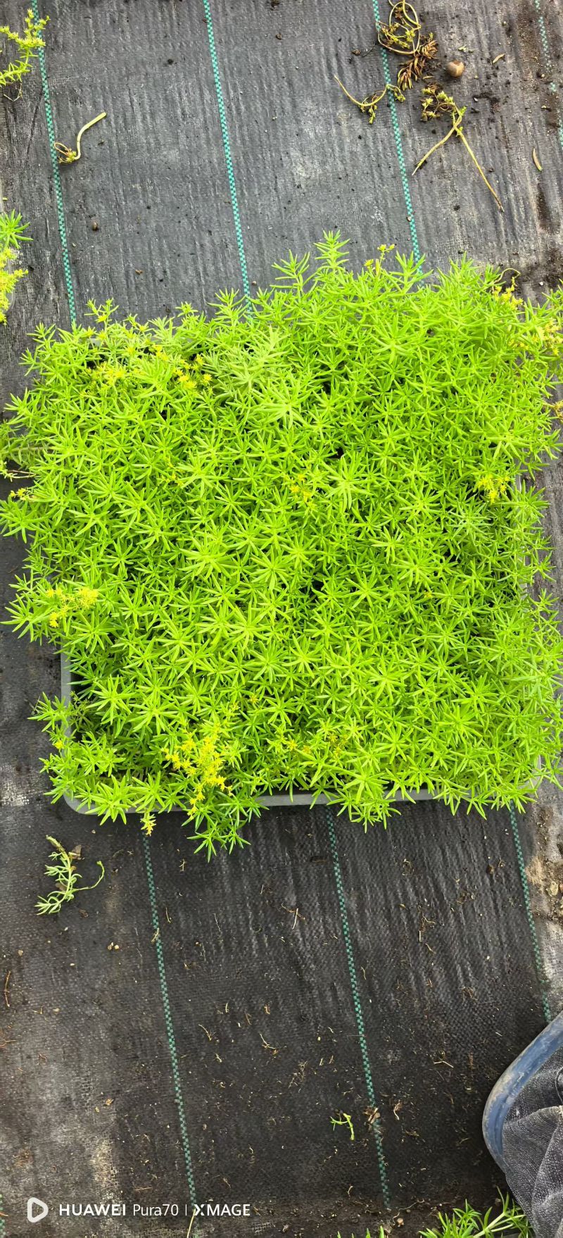 方盘佛甲草/方盘熊猫堇/量大价优/物美价廉